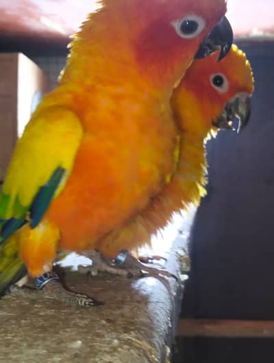 sun conure breeder pair hy