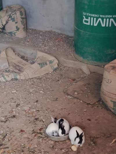 Baby Rabbits