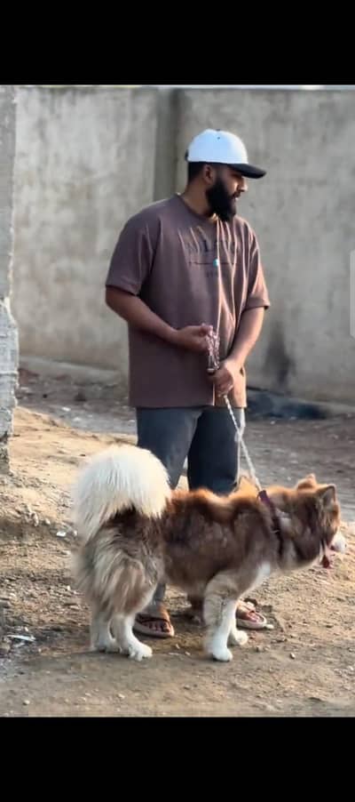 TOP QUALITY SIBERIAN HUSKY