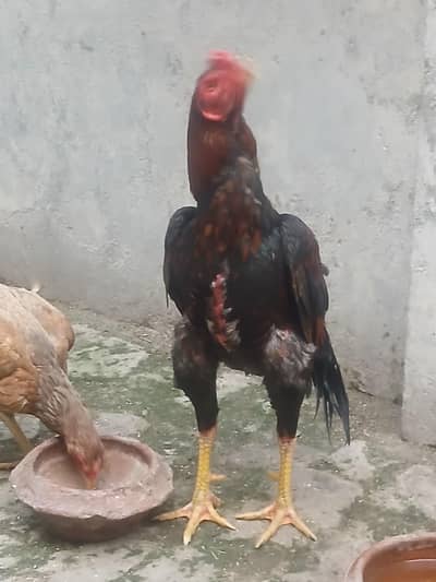 bnd gadhi breeder exchange