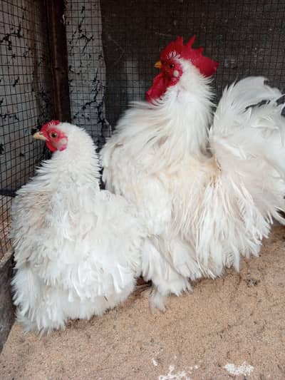 frizzle and Americana