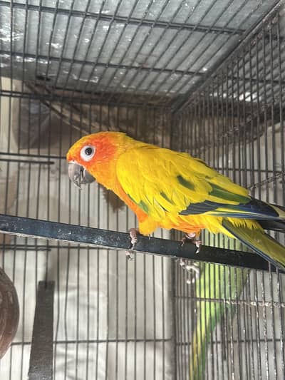 sun conure for sale in gujranwala