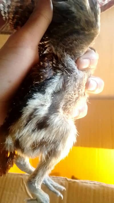 pure dragon and white shamo chicks available