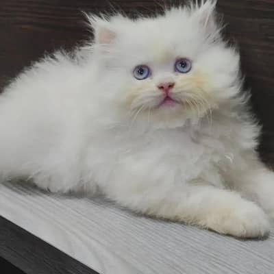 Persian kittens blue and gray eyes male female both