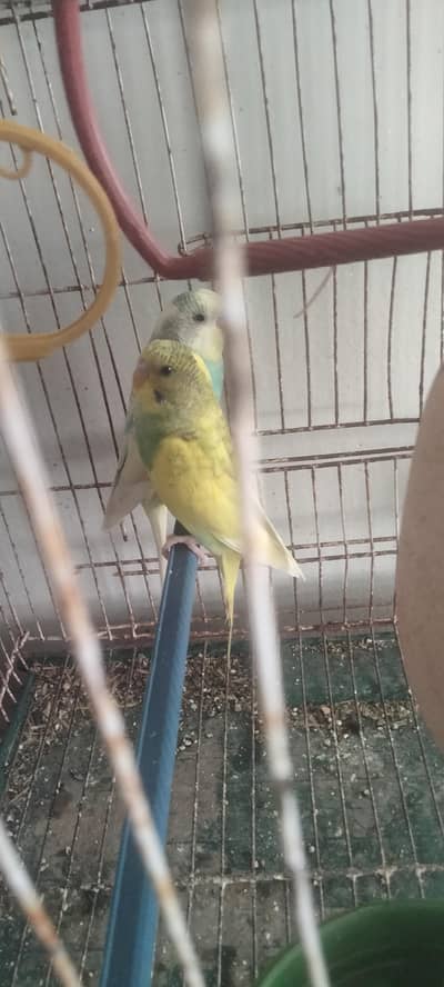 fresh ready to breed bounded pair reasonable price