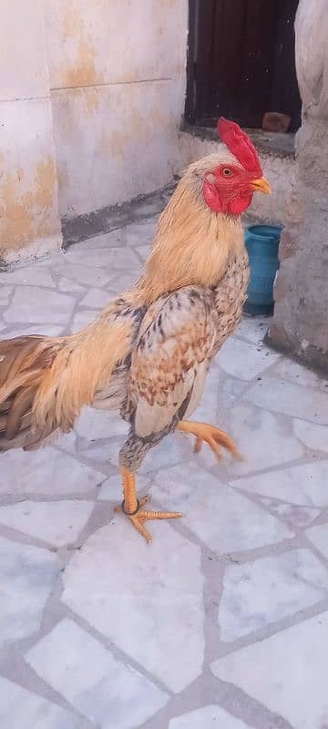 High Class Aseel patha bijli ki tarah mast