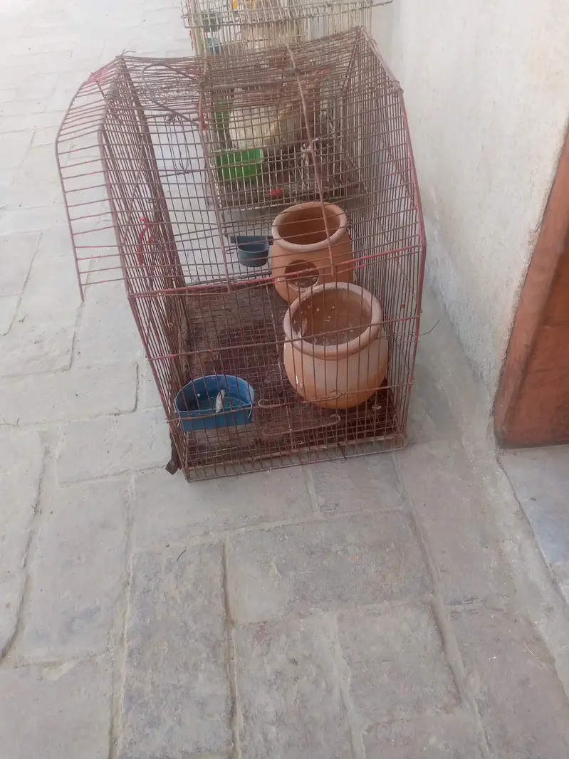 Cage/birds cage