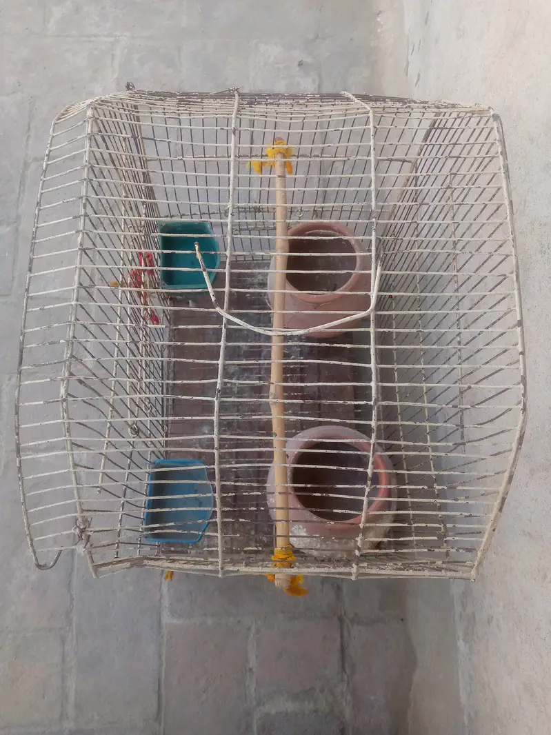 Cage/birds cage — photo 4