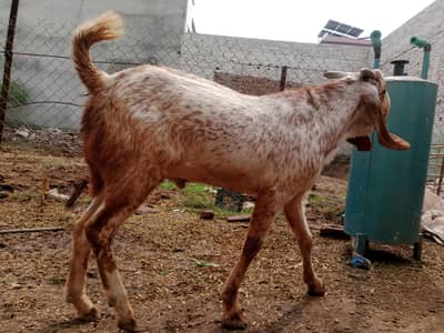 4 daant khasssi bakra for Qurbani