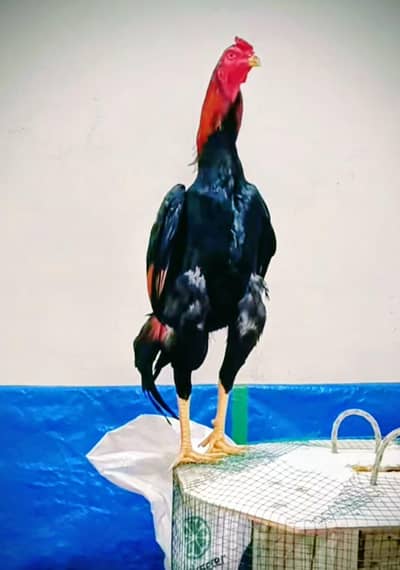 Japanese Shamoo and White Burmi For Sale