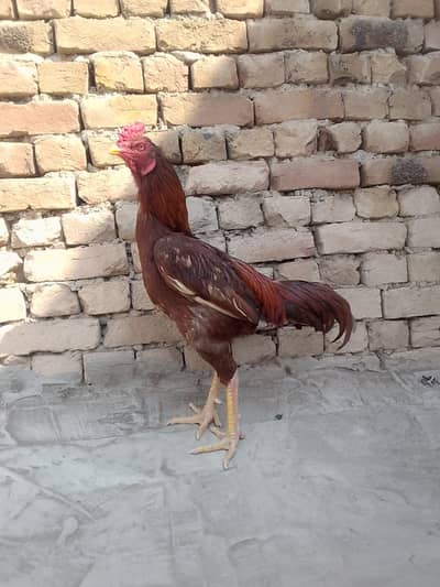 Aseel murga for sale hai