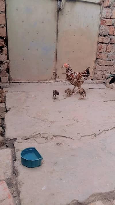 hamar pass ak big murge ha our Sath ma 6 chicks ha our ak big murga ha