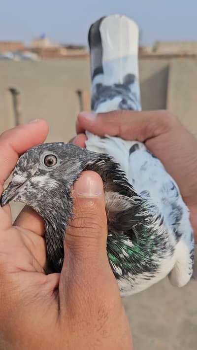 Bateri Breeder Female