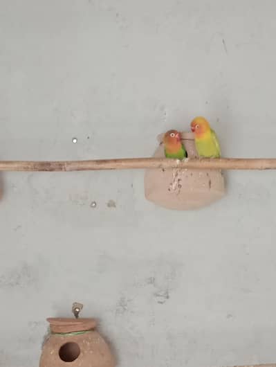 Love birds for sale in low price