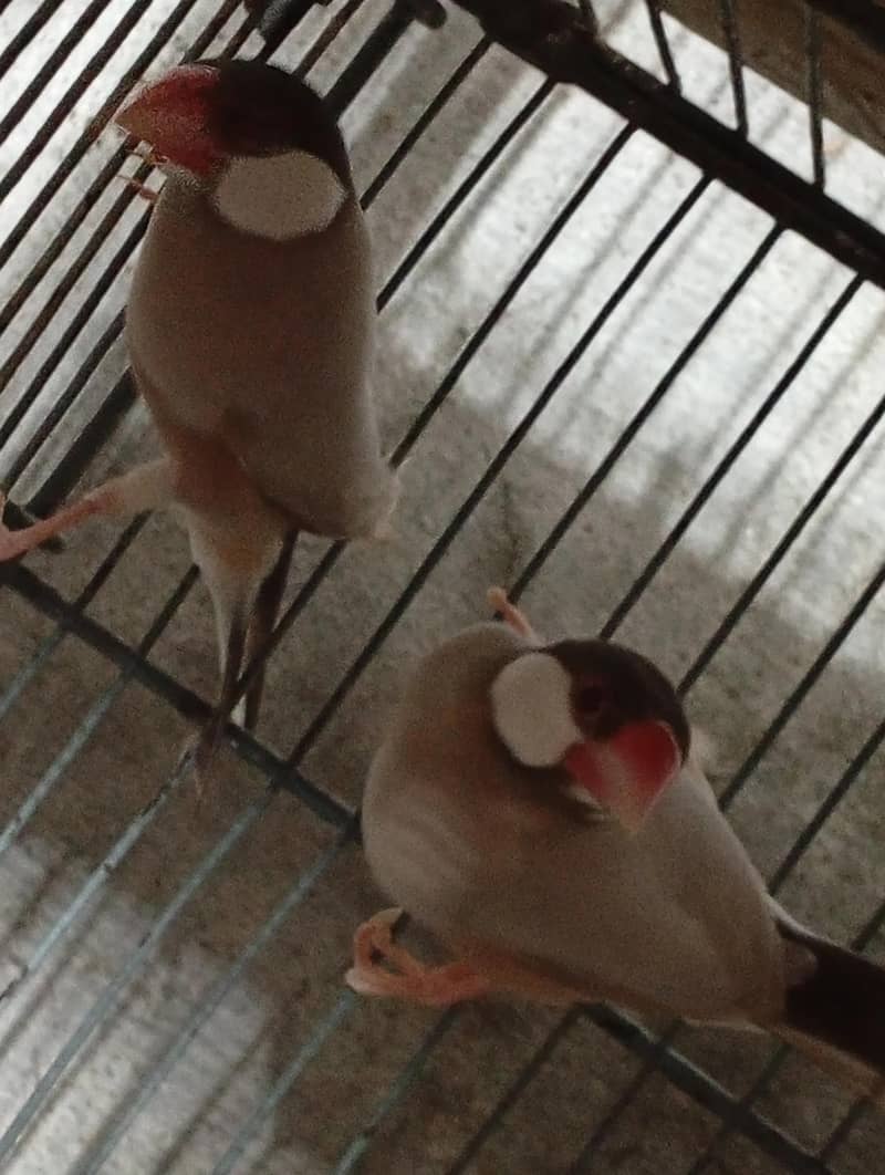 fawn java breeder pair 0