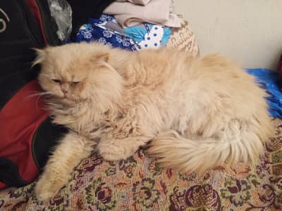 Persion cat