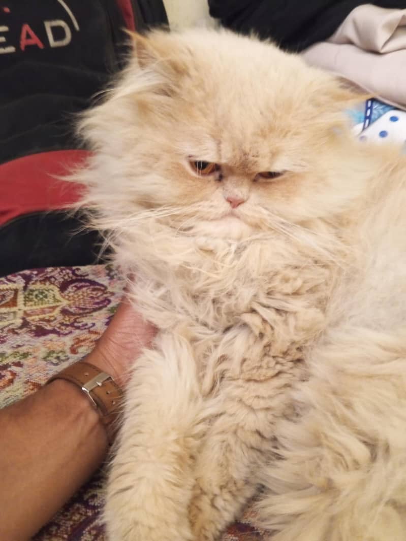 Persion cat 1