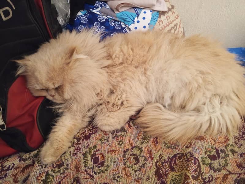 Persion cat 2