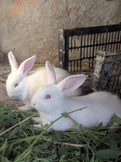 *Rabbits for sale*