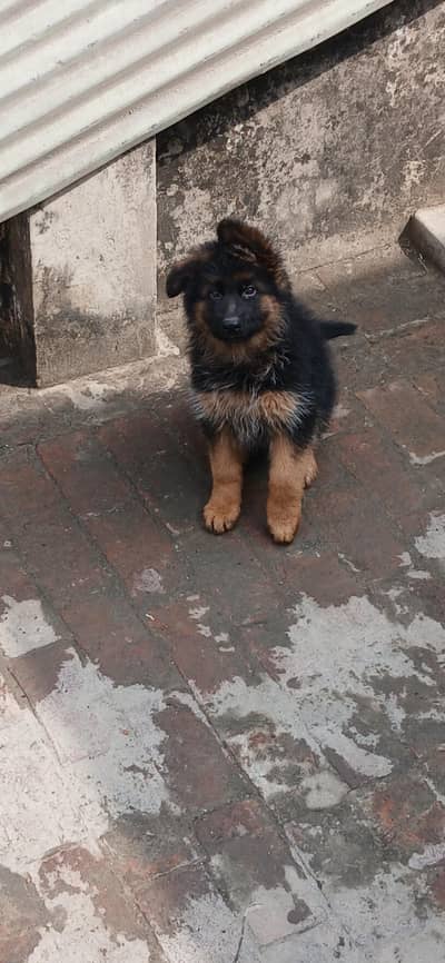 Pedigree german shepherd puppies