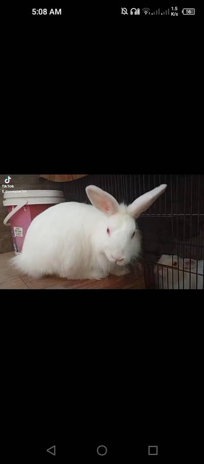 Angora Rabbits Breeder pair A++ Quality