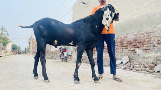 Pure desi Rajanpur Bread