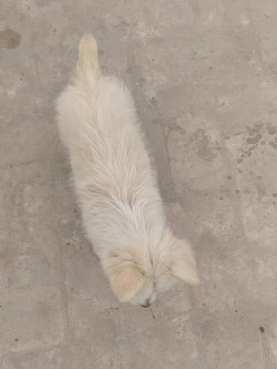 long hair poodle for sale