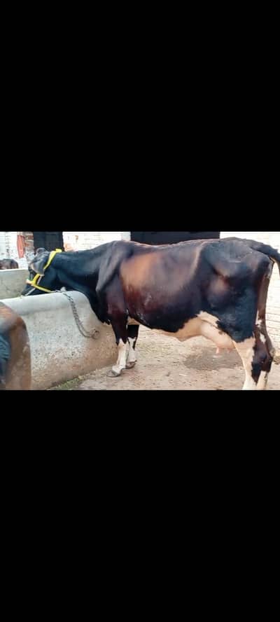 Australian Fresian Jersey cross Cow(Gaye) for Sale