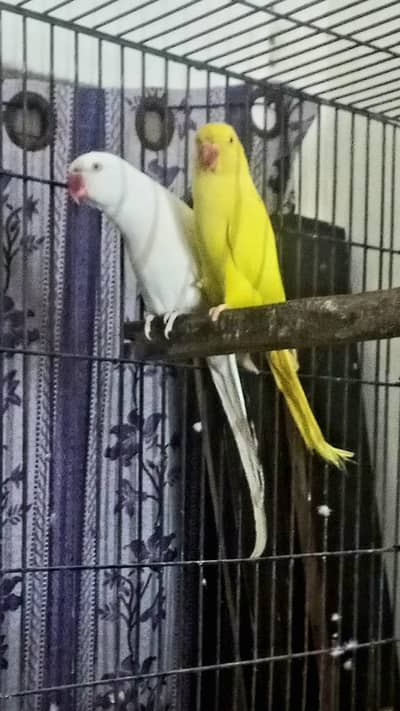 White male & yellow female breeder pair