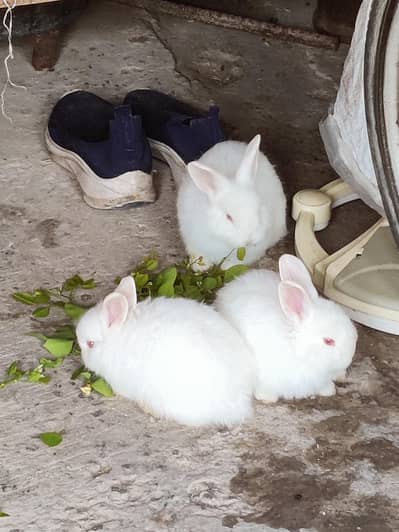 Original angora breed Rabbits pure white color red eyes 