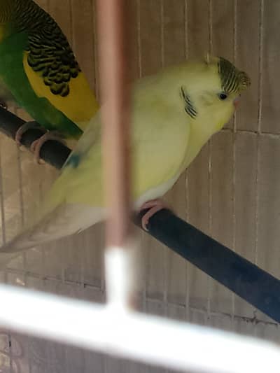 Crust Budgies adult pair