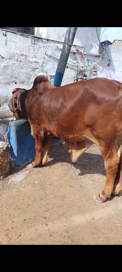 Bachra for Sale Qurbani 2026 location Karachi