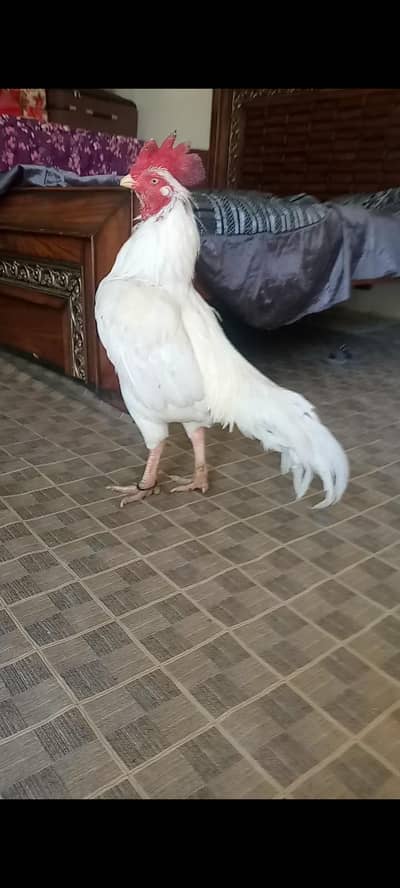 heera bengum Murga for sale