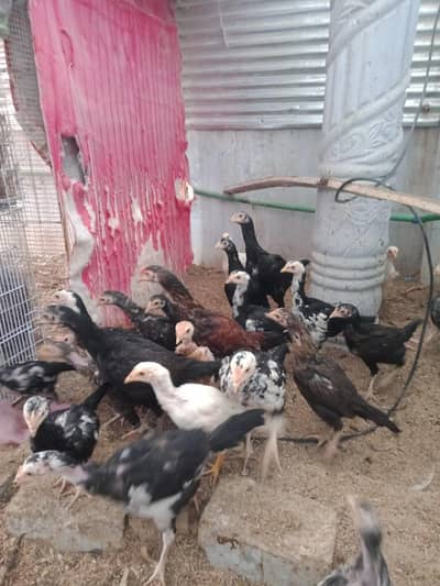 paper white and aseel breed available