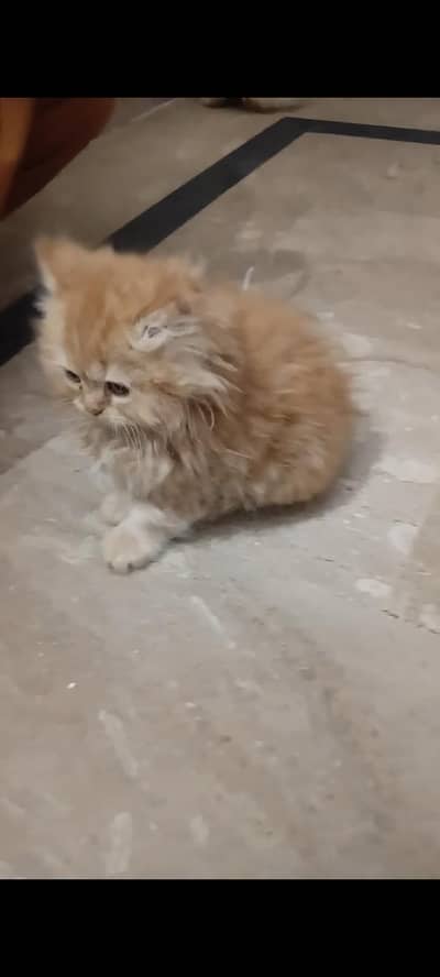 persion cat kitten