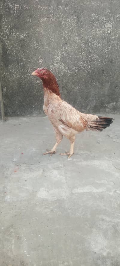 Sindhi aseel murgi and healthy