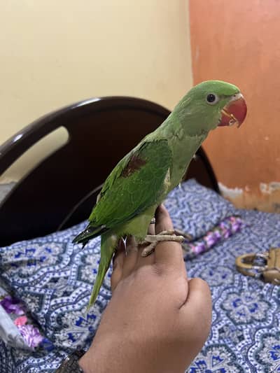 Pure Kashmiri raw for sale hand tame chick