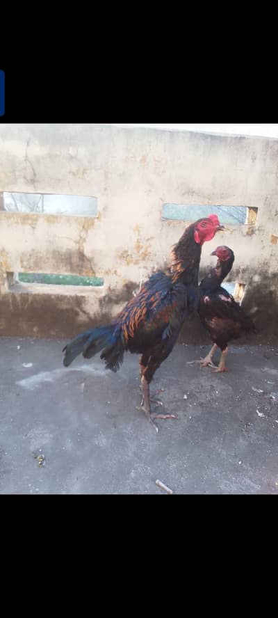 purre panus pakoya  breder 0328.5000860 murgy ki eyes mai motiya hy