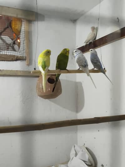 Breeder Budgie pair for sale