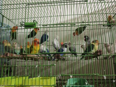 Love Bird Breeder Pairs