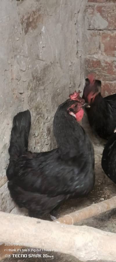 sabhi murgiyon se in karni hai