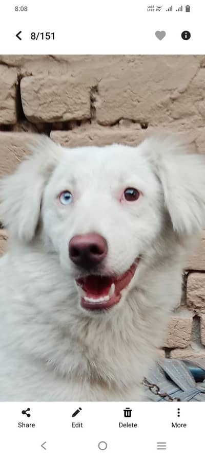 od eye female all ok family dog