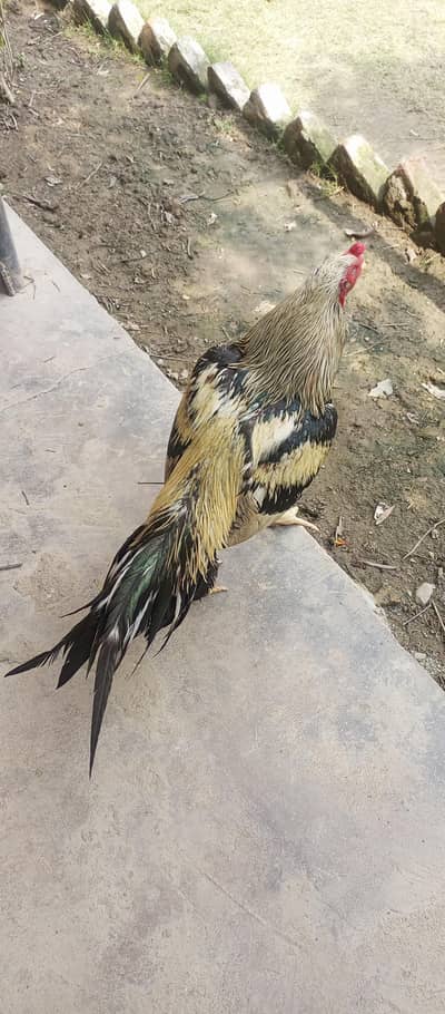 high-quality Jawa for sale