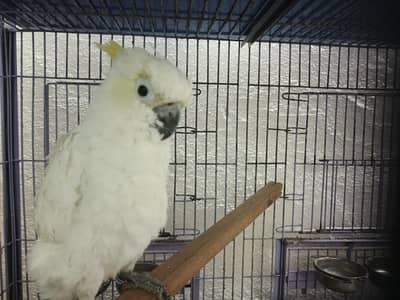 Cockatoo For Sale