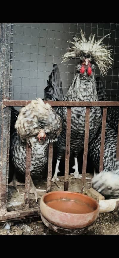 Top Quality coco polish chicks available