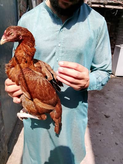 Aseel Mianwali mugri Small eyes