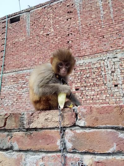 monkay for sale    male ha