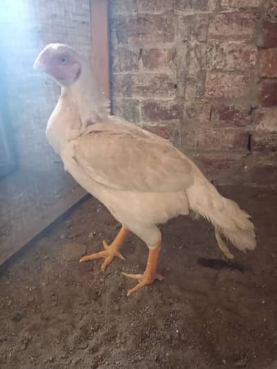 Indian Parrot Beak female