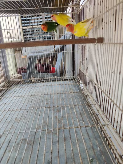 3 males for urgent sale