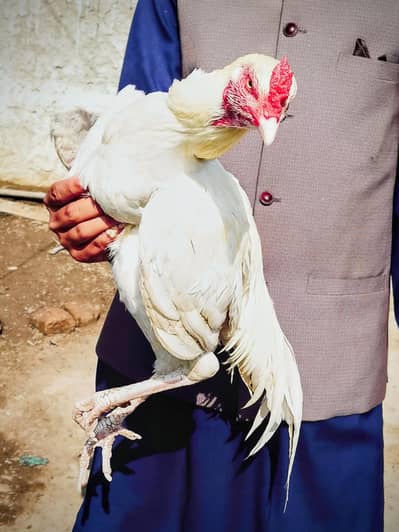 High quality Heera Patha